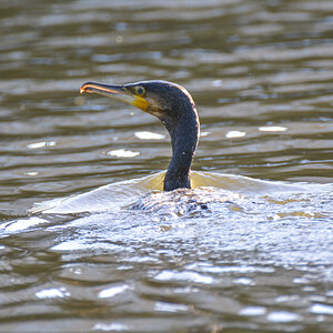 Kormoran 2511