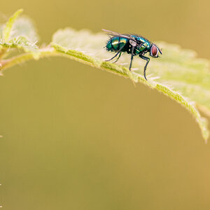 Makro Fliege