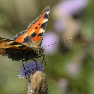 schmetterling
