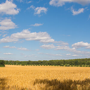 Blick übers Kornfeld