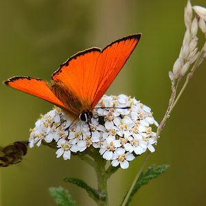 DSC 5654 Dukatenfalter Schwebfliege 1000