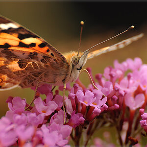 DSC 7952 Distelfalter 1012 R
