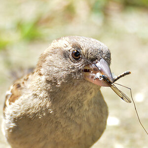 Spatz 971