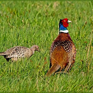D71 6434 Herr und Frau Rebhuhn 4 2015