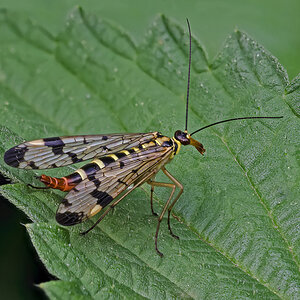 skorpionsfliege