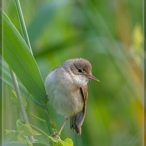 20150703 3219 [NIKON 1 V3] 420 mm,1 125 Sek. bei ƒ   5,6