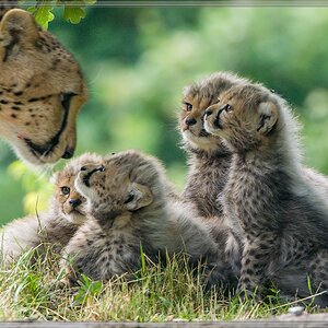 20150627 2357 [NIKON 1 V3] 300 mm,1 125 Sek. bei ƒ   4,0