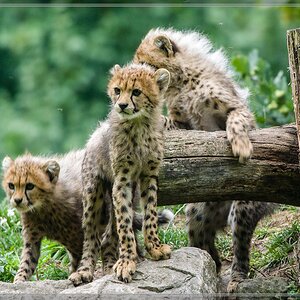 20150808 3621 [NIKON 1 V3] 300 mm,1 125 Sek. bei ƒ   4,0