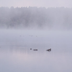 Gänse im Nebel