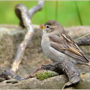 DSC 5234 Spatz