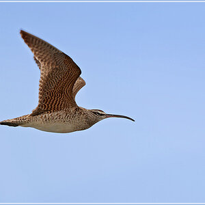 DSC 4025 Brachvogel 1000 R