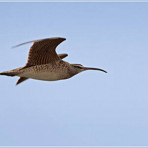 DSC 4026 Brachvogel 1000 R