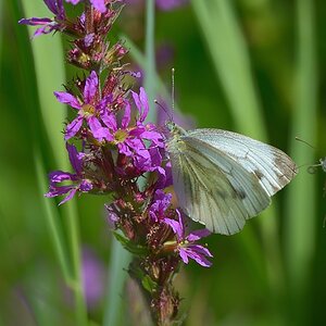 Schmetterling