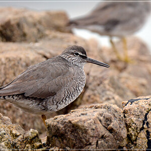 DSC 4253 Strandläufer 1000 R