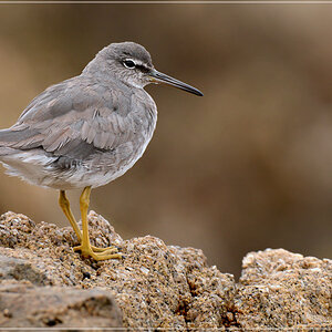 DSC 4275 Strandläufer 1000 R