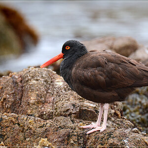DSC 4337 Black Oystercatcher 1000 R
