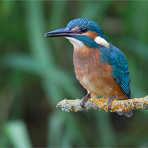 Eisvogel 1133