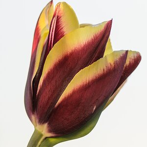 20110423 0119 [NIKON D5100] 105 mm,1 640 Sek. bei ƒ   6,3