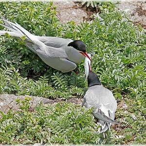 D71 7208 bitte mein Schatz