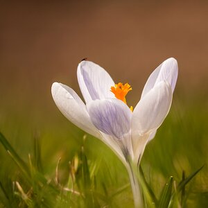 20110312 1070250 [DMC G1] 300 mm,1 320 Sek. bei ƒ   6,3