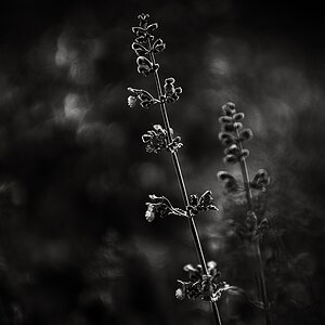 DSF6007 sw web