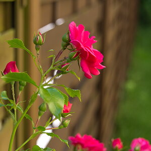 DSC 0104 4.07.2013