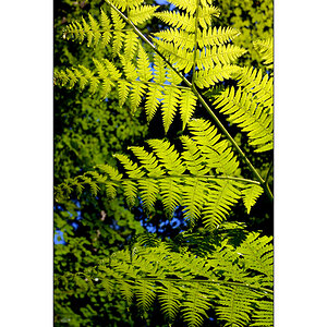 BeetDSC 5834