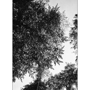 BeetDSC 5828