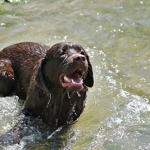 Hundewetter