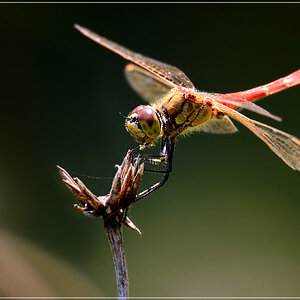 DSC 6949 Blutrote Heidelibelle 1000 R 2