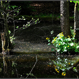 DSC 3896 Sumpfdotterblune