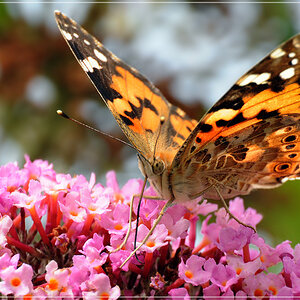 DSC 7984 Distelfalter 1000 R