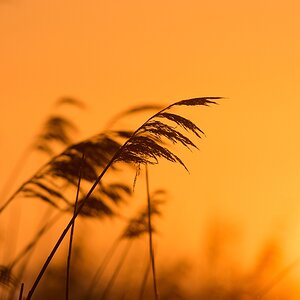 20150502 7803 [NIKON D7100] 500 mm,1 1600 Sek. bei ƒ   8,0