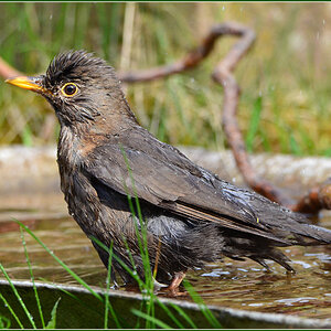 DSC 4802 Amsel