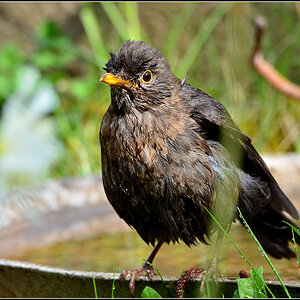 DSC 4805 Amsel