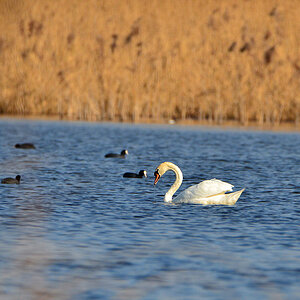 DSC 4004 Schwan