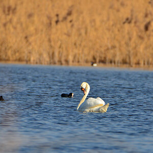DSC 4005 Schwan