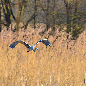 DSC 4058 Reiher