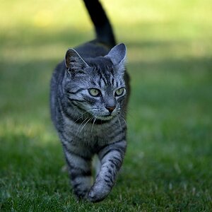 Schnuffi