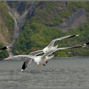 DSC 5891 Möven