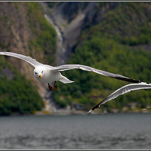 DSC 5890 Möven