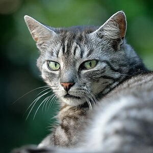 Schnuffi