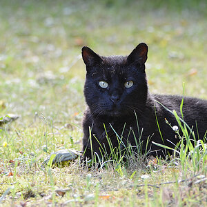 DSC 6628 Kater