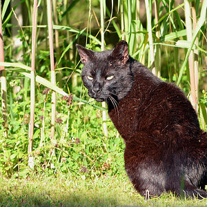 DSC 6617 Kater