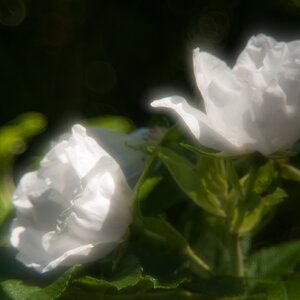Buschrose