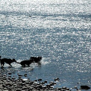 Border Collies im Bow River