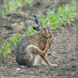 20150606 1832 [NIKON 1 V3] 300 mm,1 500 Sek. bei ƒ   4,0