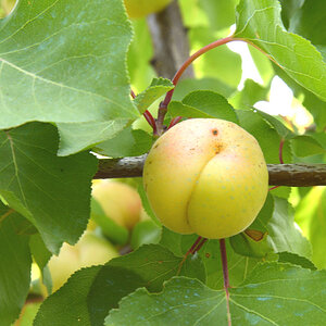 frucht1ff