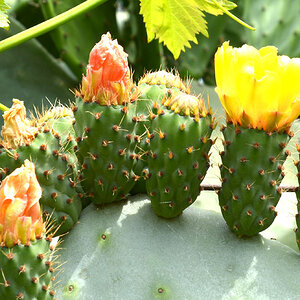 frucht3ff