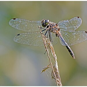 D71 0511 Schwarze Heidelibelle